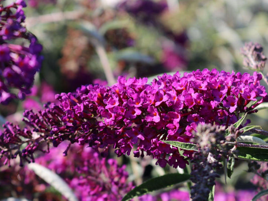 Buddleia Davidii Nanho Purple - View 1 from www redcrocus com