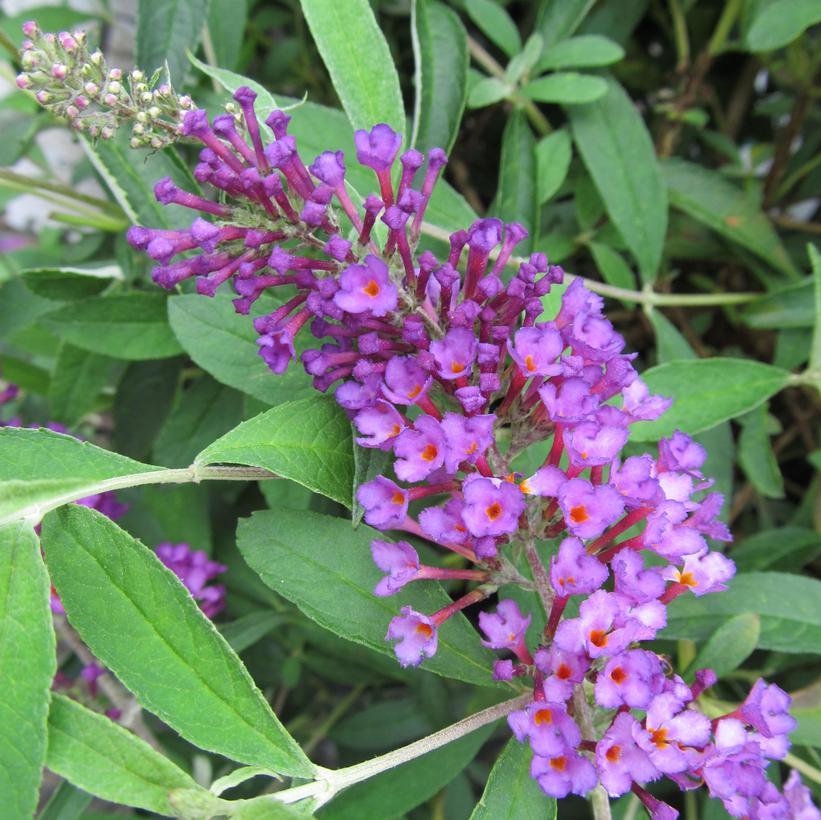 Buddleia Davidii Nanho Purple - View 2 from www redcrocus com