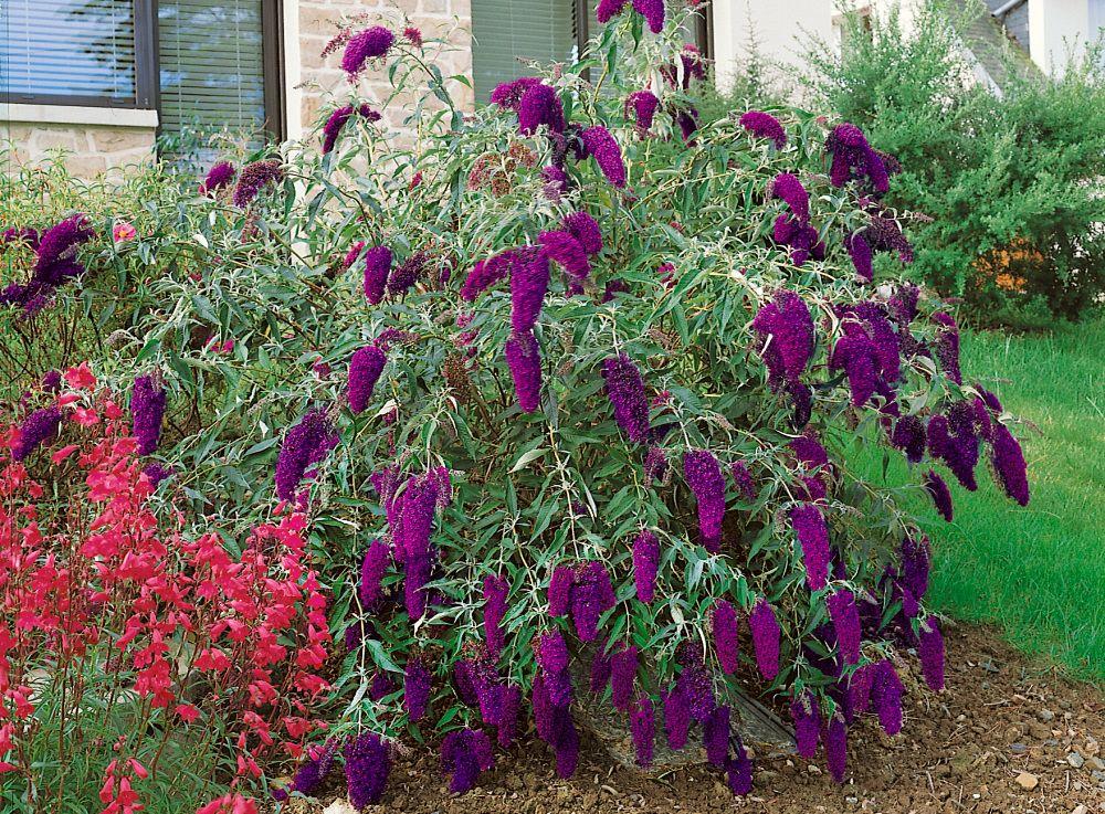 Buddleia Davidii Nanho Purple - View 3 from www redcrocus com