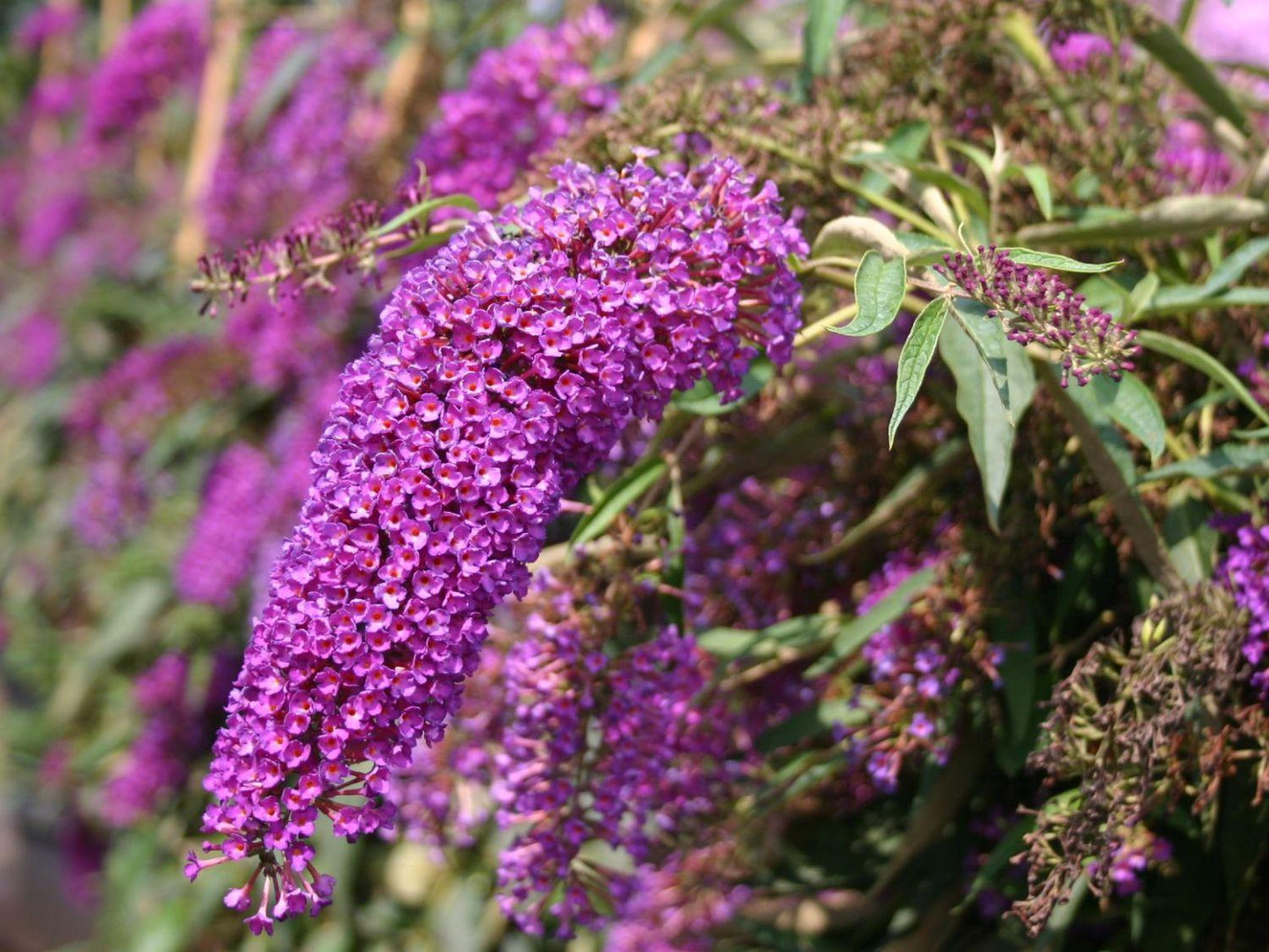 Buddleia Davidii Nanho Purple - View 5 from www redcrocus com