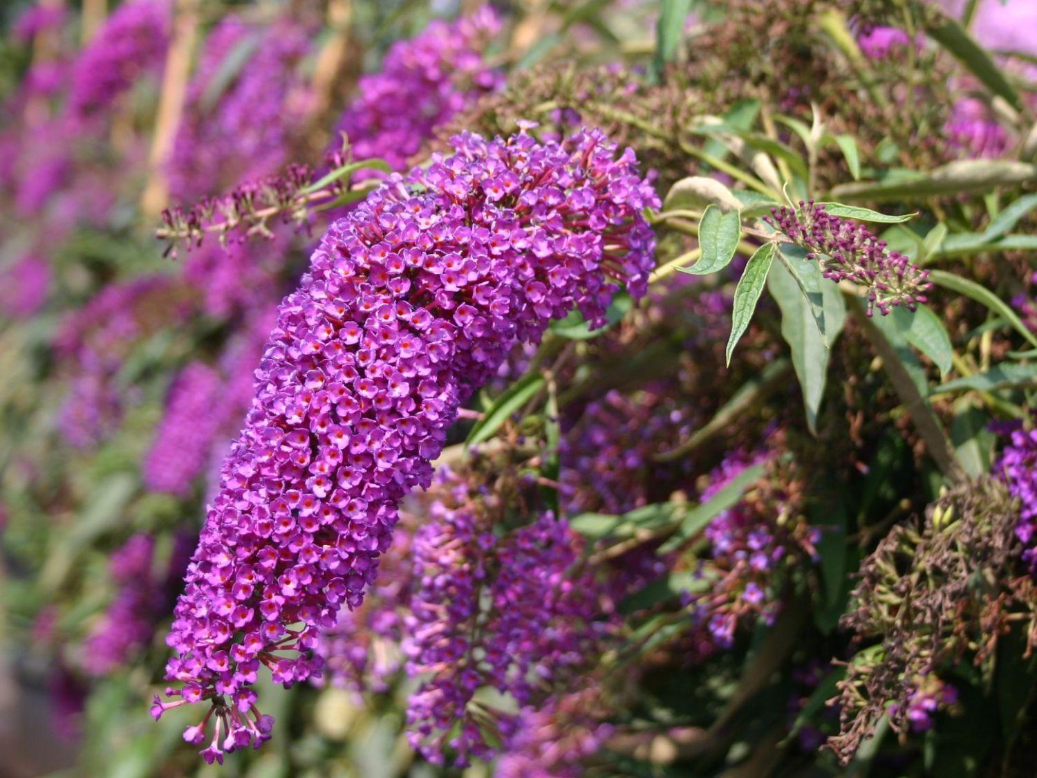 Buddleia Davidii Nanho Purple - View 5 from www redcrocus com