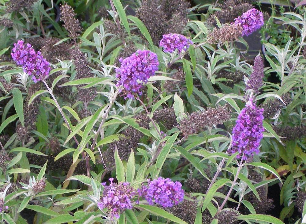 Buddleia Davidii Nanho Purple - View 6 from www redcrocus com