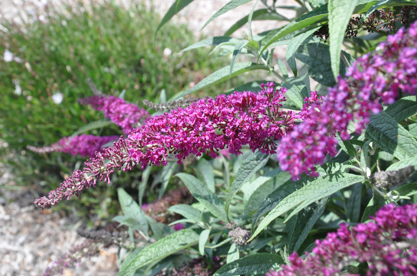 Buddleia Davidii Nanho Purple - View 9 from www redcrocus com