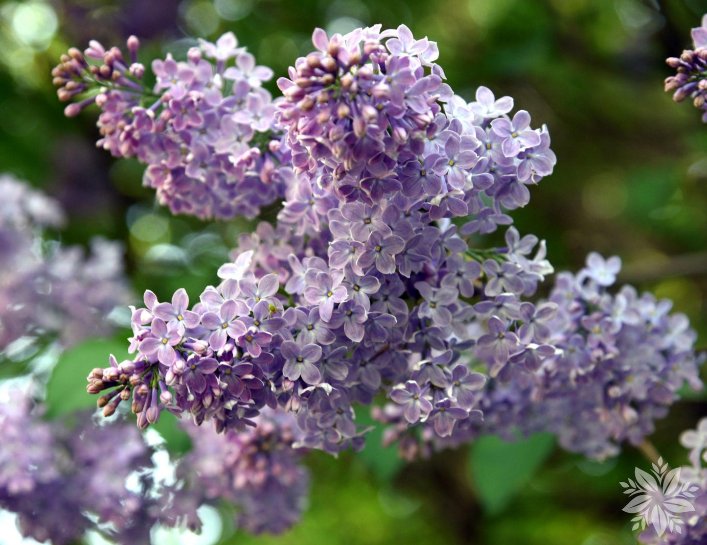Syringa Vulgaris - View 13 from www redcrocus com