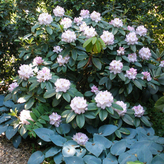 Rhododendron Gomer Waterer - View 1 from www redcrocus com