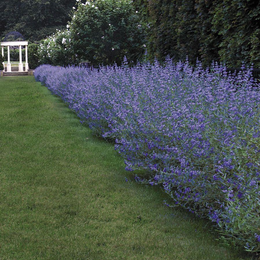 Caryopteris X Clandonensis Blue Mist - View 11 from www redcrocus com