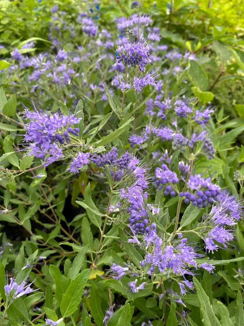 Caryopteris X Clandonensis Blue Mist - View 12 from www redcrocus com