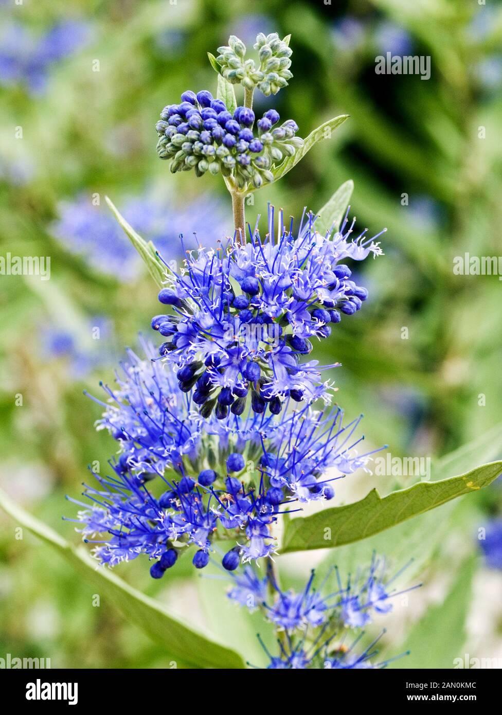 Caryopteris X Clandonensis Blue Mist - View 13 from www redcrocus com