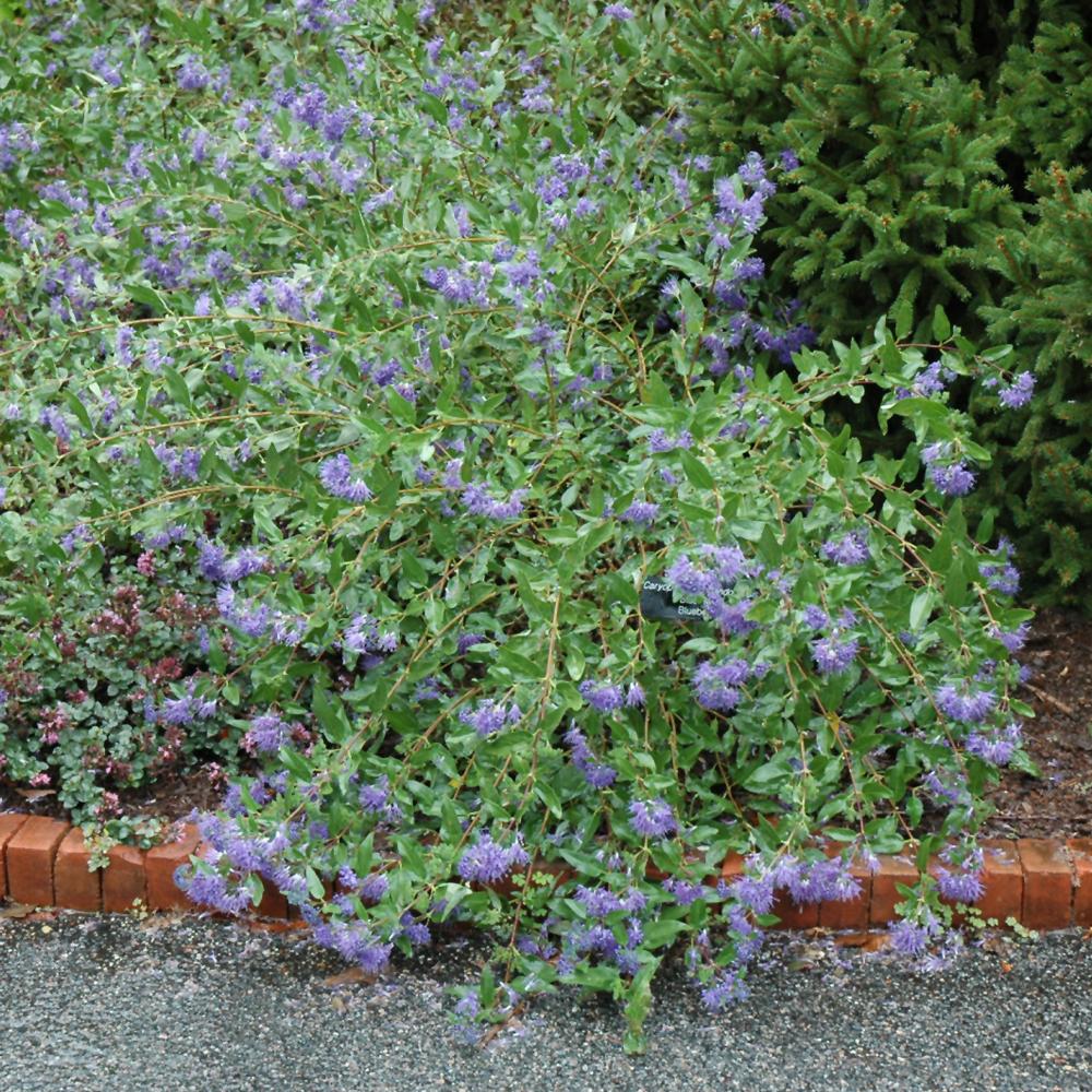 Caryopteris X Clandonensis Blue Mist - View 14 from www redcrocus com