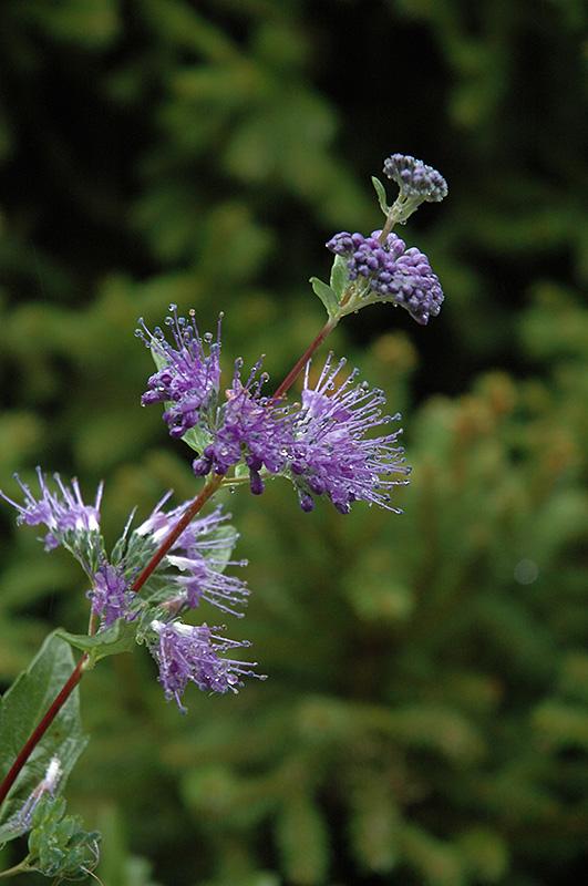 Caryopteris X Clandonensis Blue Mist - View 15 from www redcrocus com