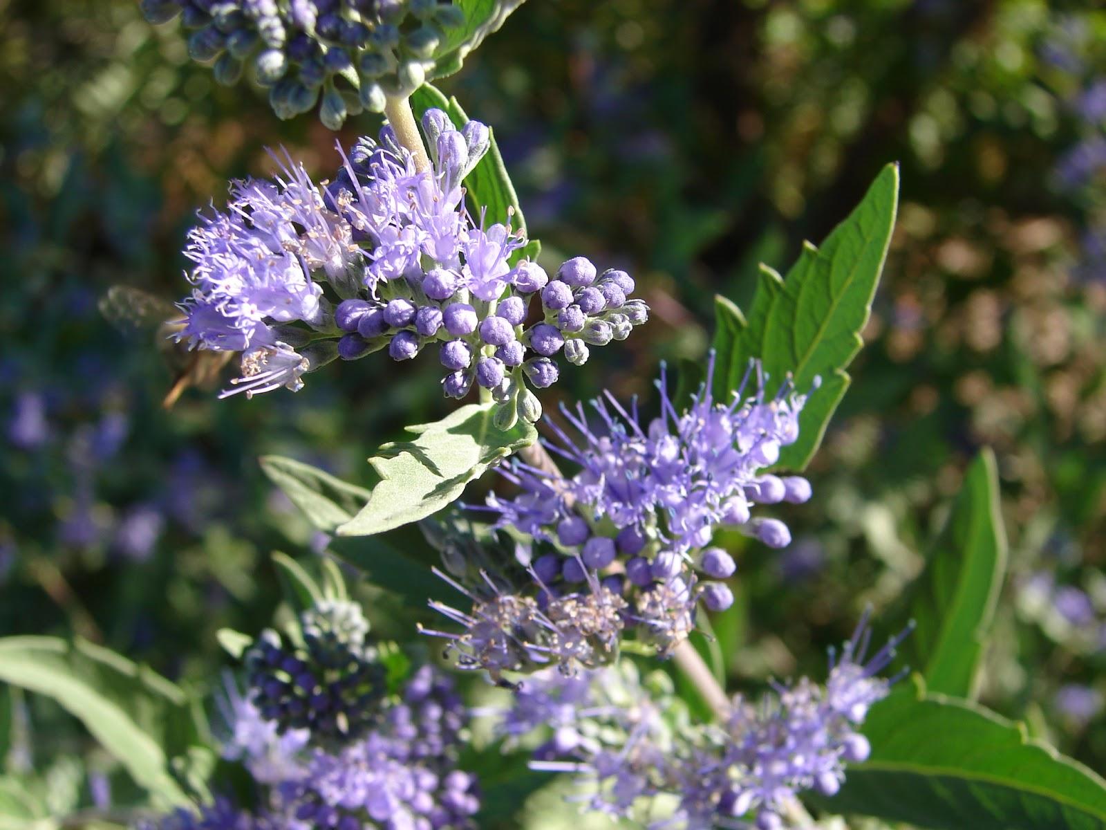 Caryopteris X Clandonensis Blue Mist - View 16 from www redcrocus com