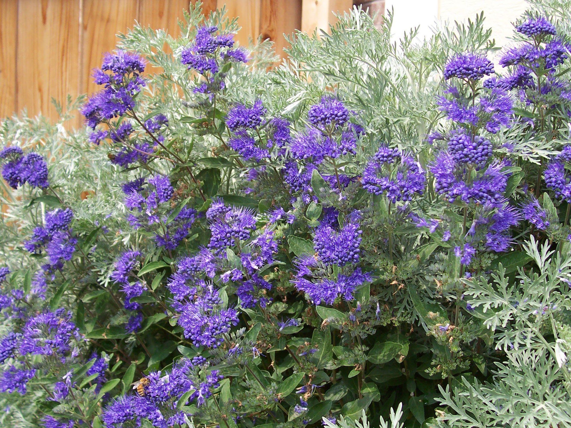 Caryopteris X Clandonensis Blue Mist - View 1 from www redcrocus com