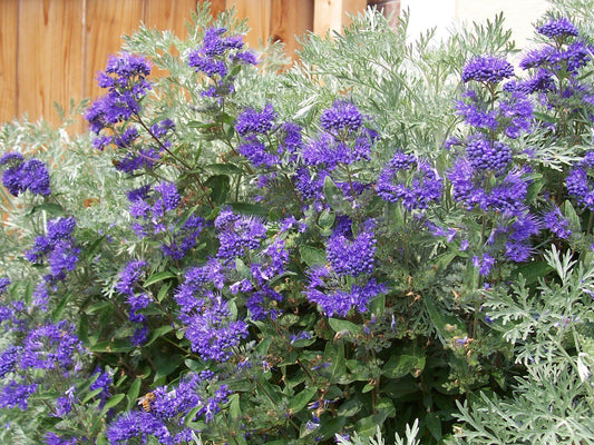 Caryopteris X Clandonensis Blue Mist - View 1 from www redcrocus com
