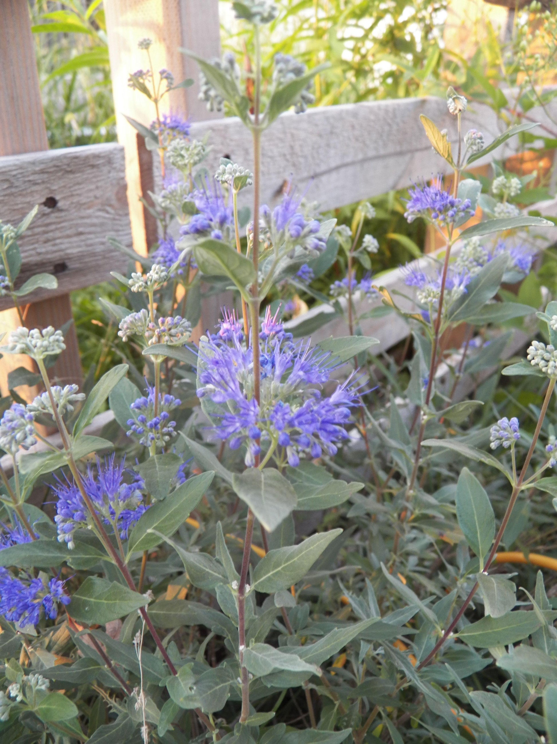 Caryopteris X Clandonensis Blue Mist - View 6 from www redcrocus com