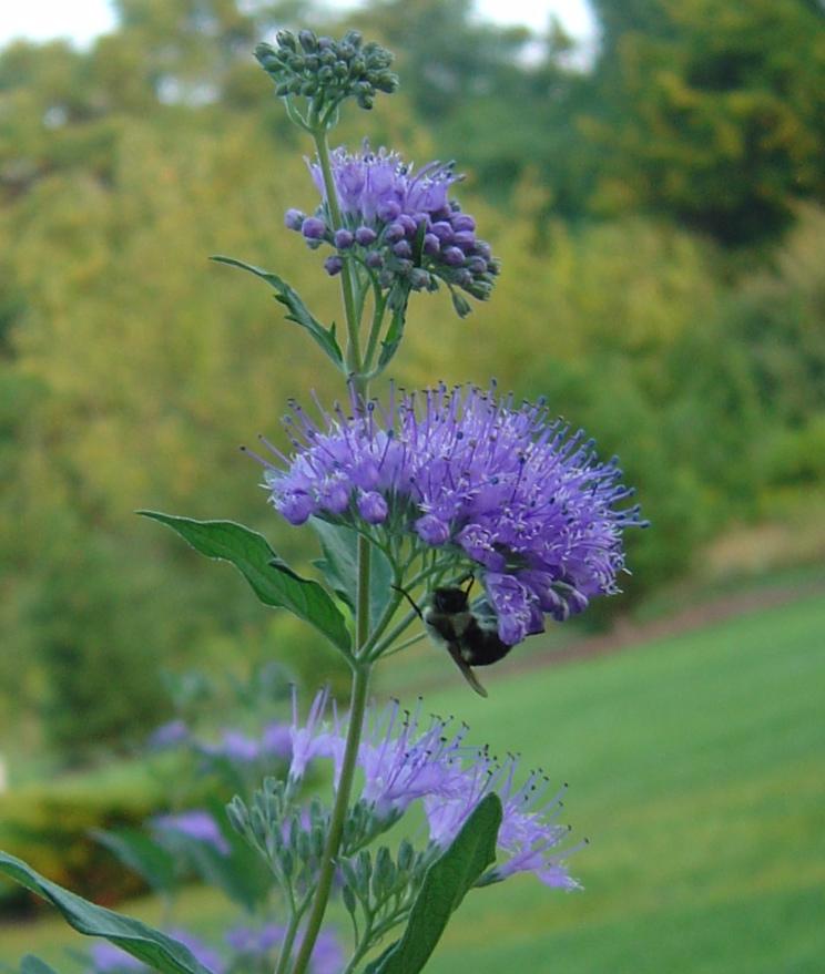 Caryopteris X Clandonensis Blue Mist - View 9 from www redcrocus com