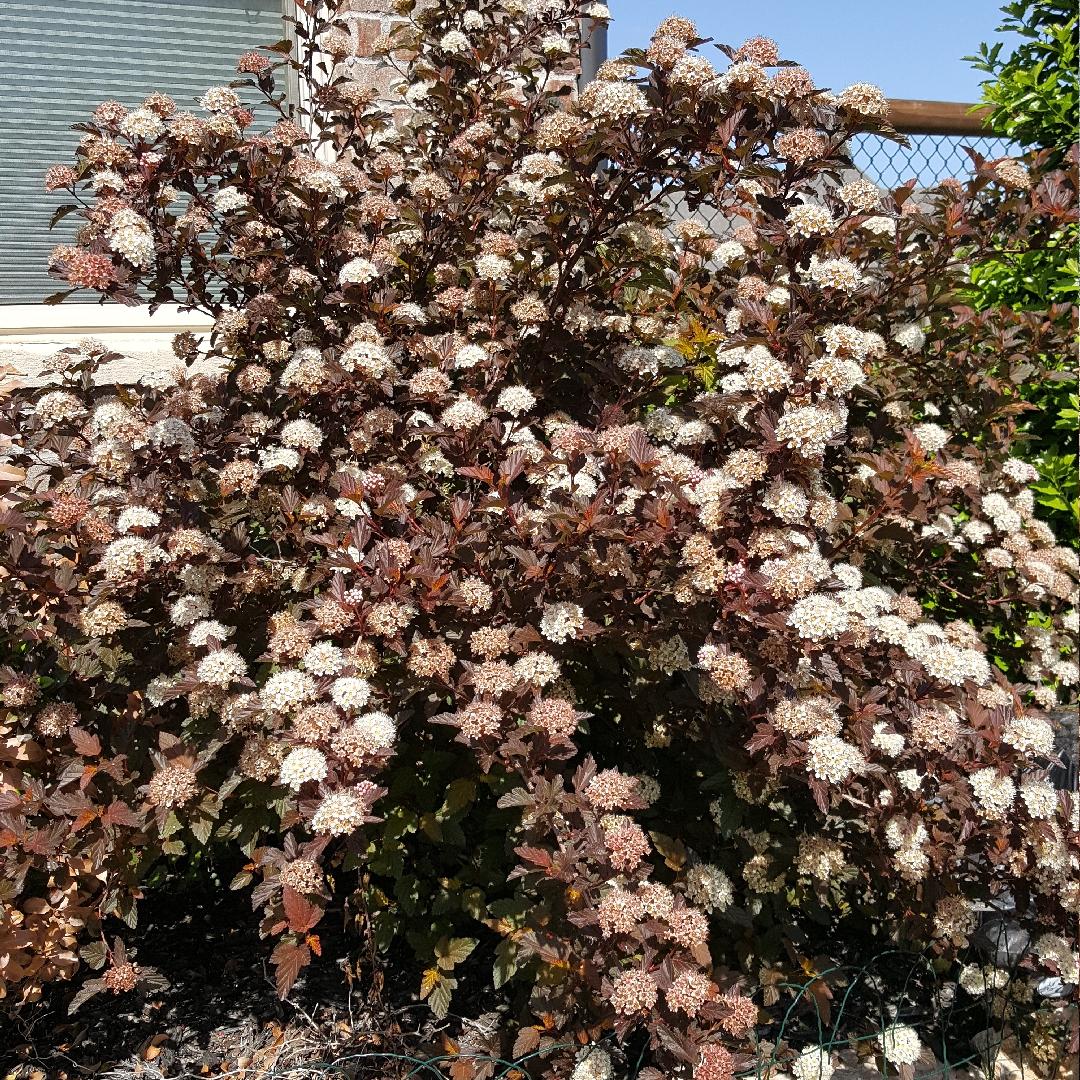 Physocarpus Opulifolius Diablo - View 10 from www redcrocus com