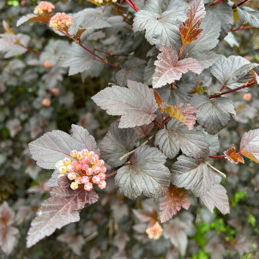Physocarpus Opulifolius Diablo - View 11 from www redcrocus com