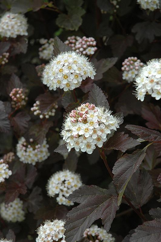 Physocarpus Opulifolius Diablo - View 12 from www redcrocus com