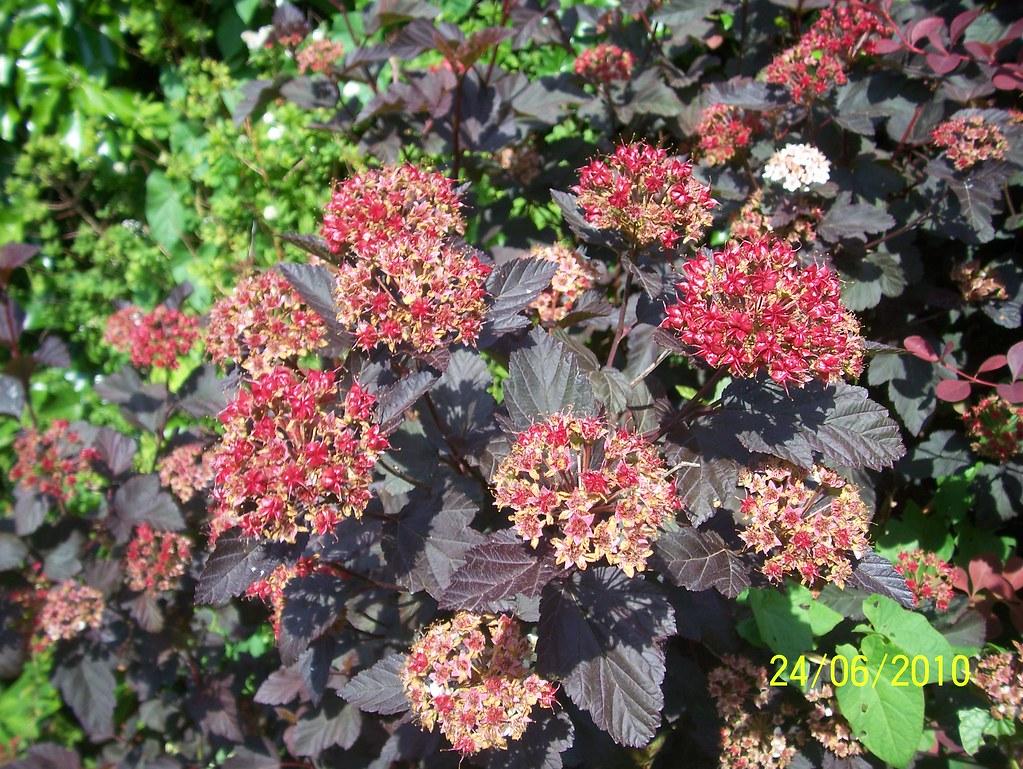 Physocarpus Opulifolius Diablo - View 13 from www redcrocus com