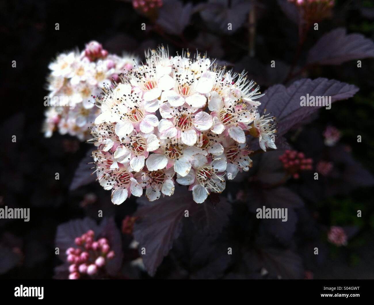 Physocarpus Opulifolius Diablo - View 14 from www redcrocus com