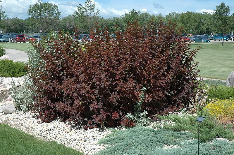 Physocarpus Opulifolius Diablo - View 15 from www redcrocus com