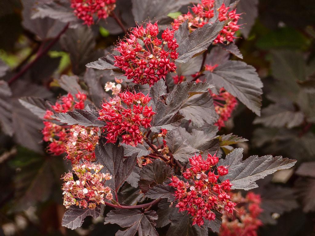 Physocarpus Opulifolius Diablo - View 17 from www redcrocus com