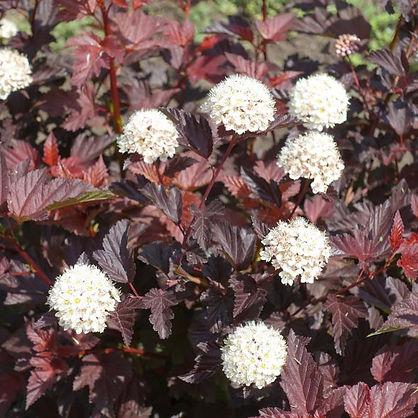 Physocarpus Opulifolius Diablo - View 18 from www redcrocus com