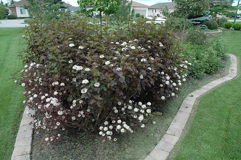 Physocarpus Opulifolius Diablo - View 19 from www redcrocus com