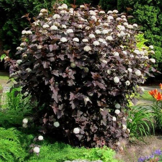 Physocarpus Opulifolius Diablo - View 1 from www redcrocus com
