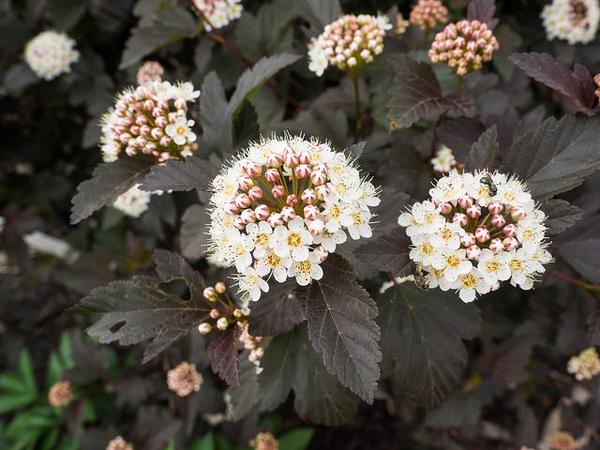 Physocarpus Opulifolius Diablo - View 20 from www redcrocus com