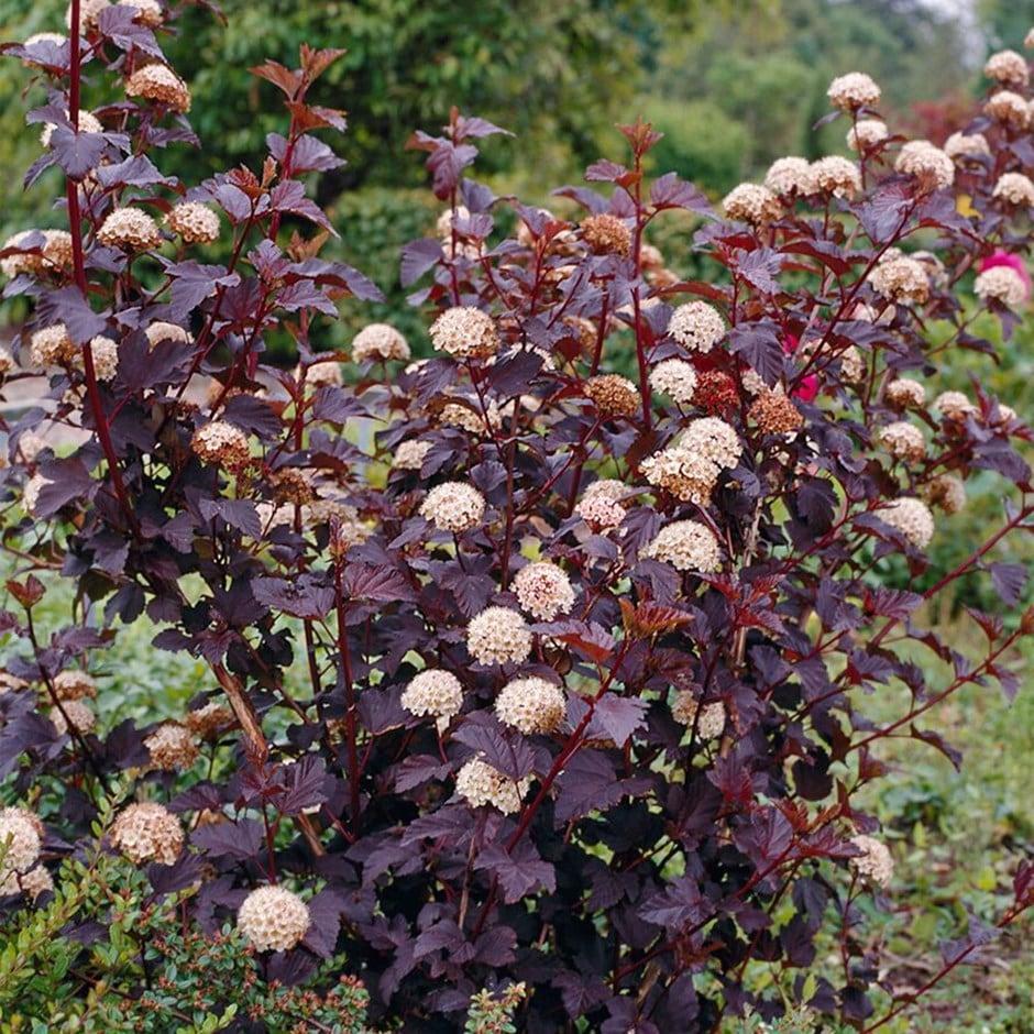 Physocarpus Opulifolius Diablo - View 2 from www redcrocus com
