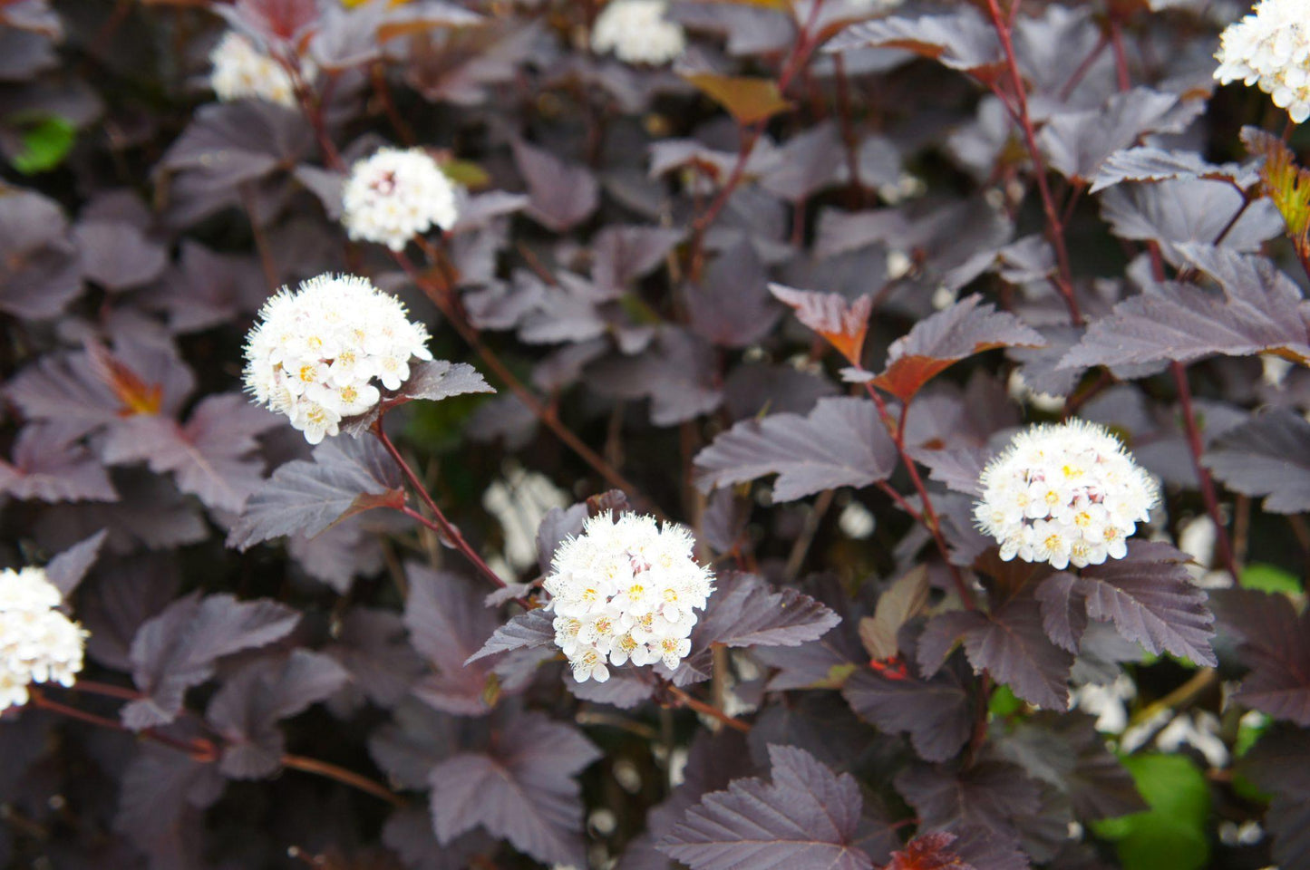 Physocarpus Opulifolius Diablo - View 3 from www redcrocus com