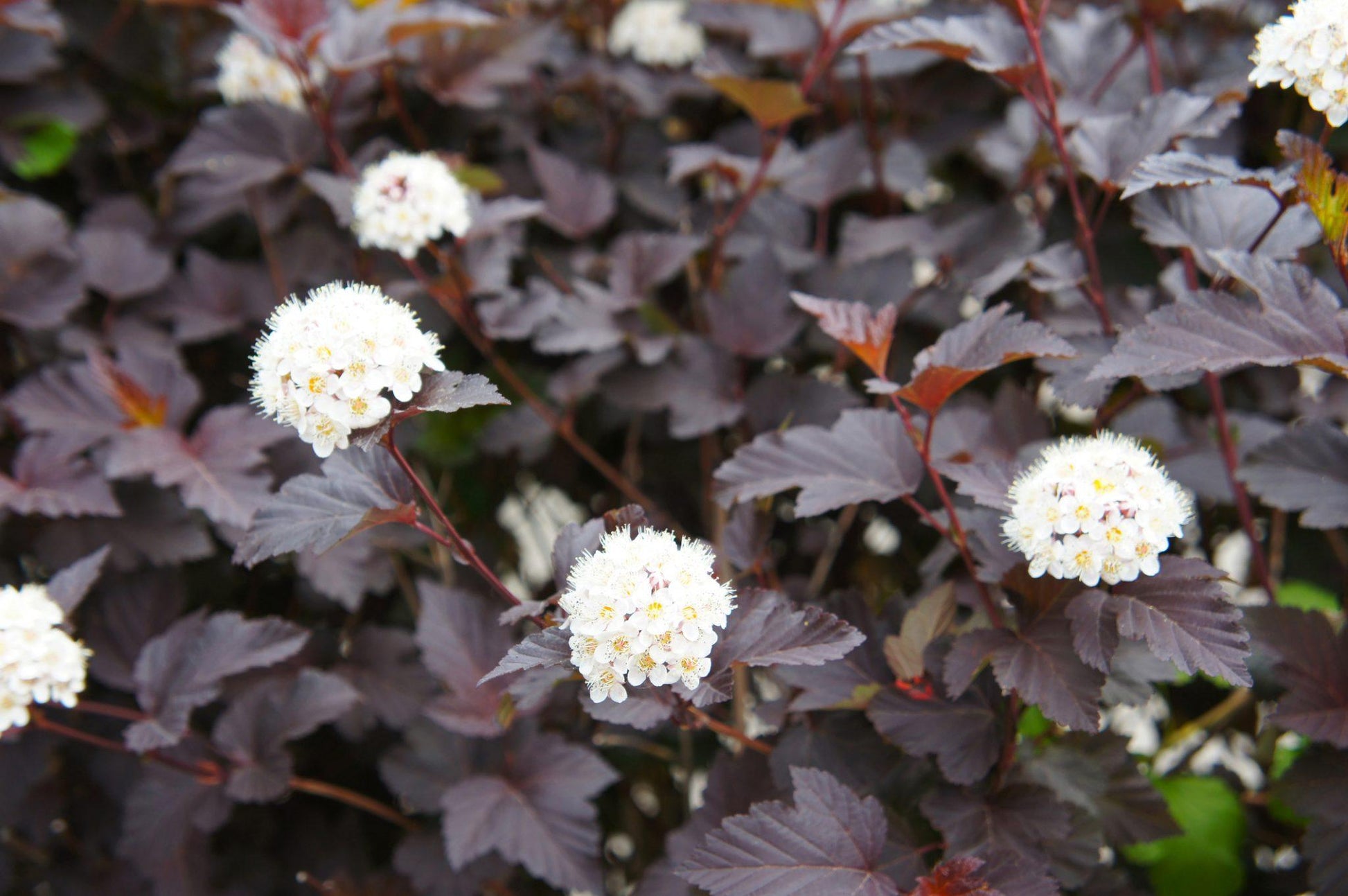 Physocarpus Opulifolius Diablo - View 3 from www redcrocus com