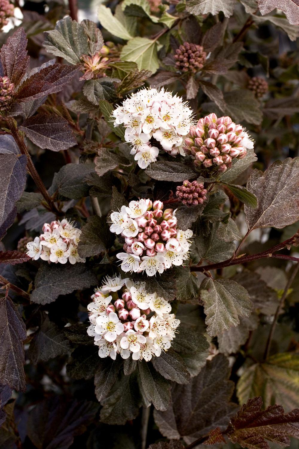 Physocarpus Opulifolius Diablo - View 4 from www redcrocus com