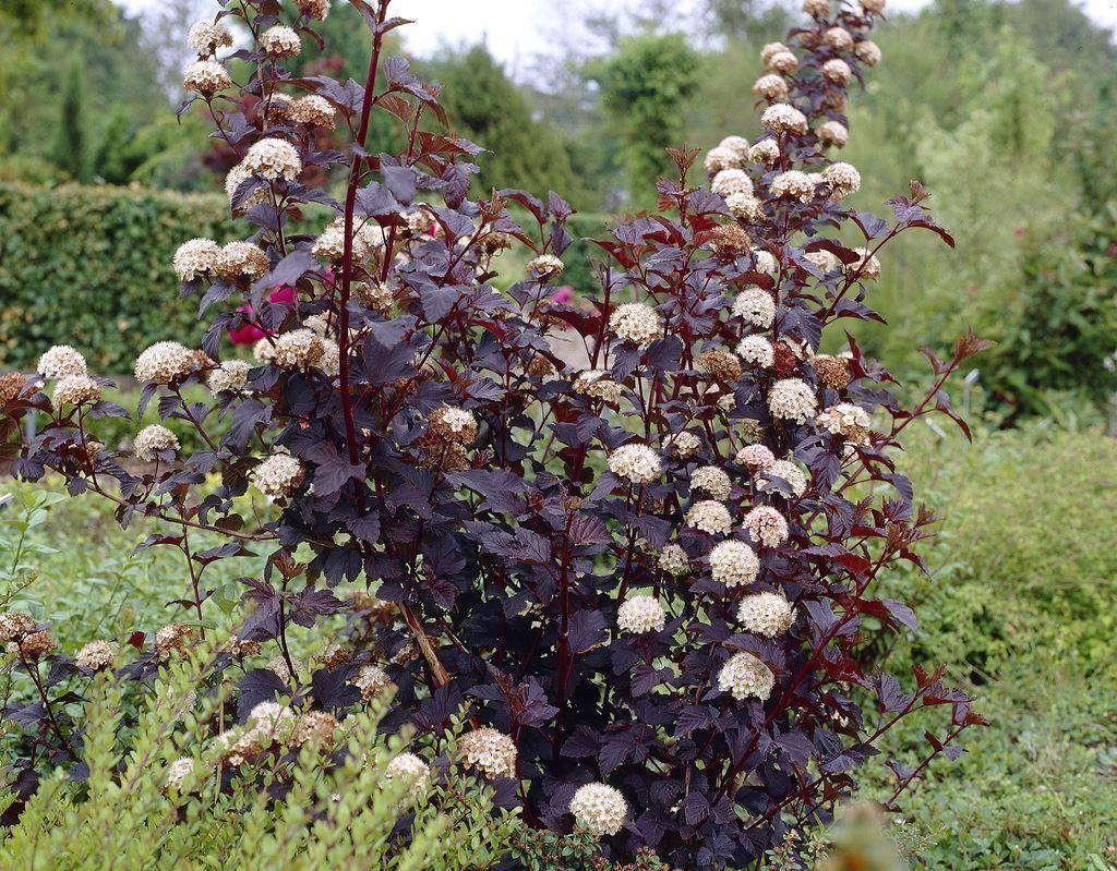 Physocarpus Opulifolius Diablo - View 6 from www redcrocus com
