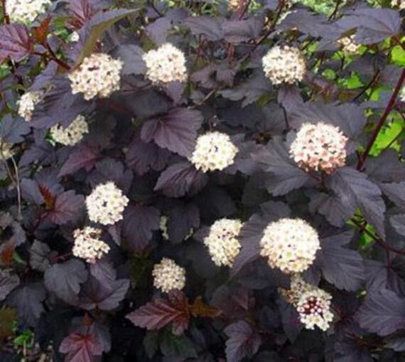 Physocarpus Opulifolius Diablo - View 8 from www redcrocus com