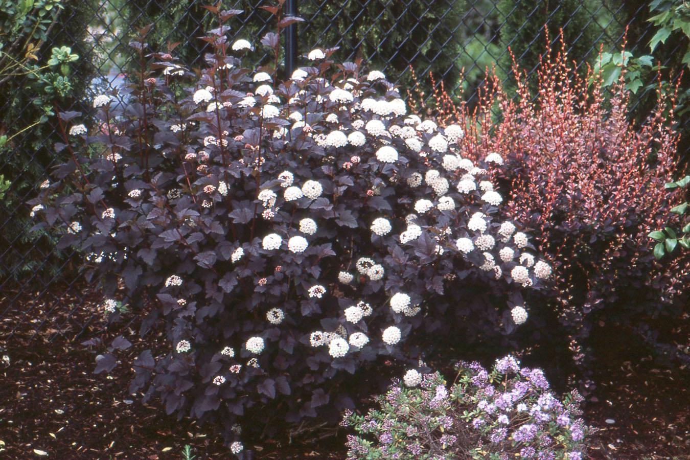 Physocarpus Opulifolius Diablo - View 9 from www redcrocus com