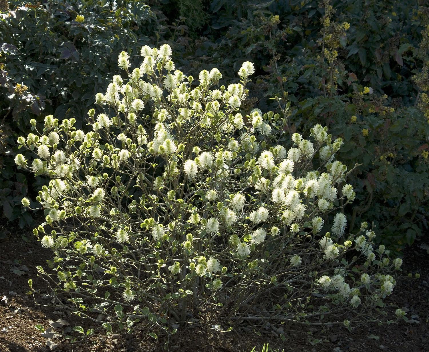 Fothergilla Major Mount Airy - View 4 from www redcrocus com