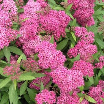 Spirea Bumalda Anthony Waterer - View 11 from www redcrocus com