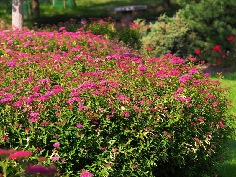 Spirea Bumalda Anthony Waterer - View 12 from www redcrocus com