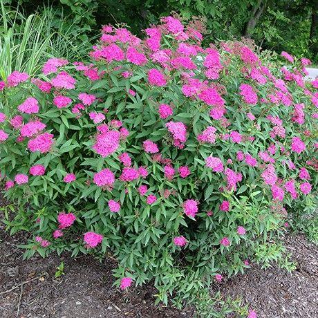 Spirea Bumalda Anthony Waterer - View 13 from www redcrocus com