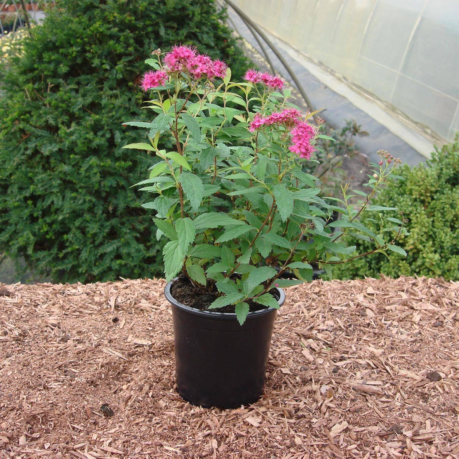 Spirea Bumalda Anthony Waterer - View 14 from www redcrocus com