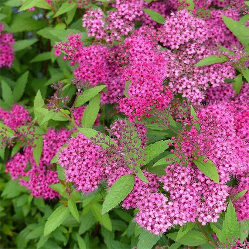 Spirea Bumalda Anthony Waterer - View 16 from www redcrocus com