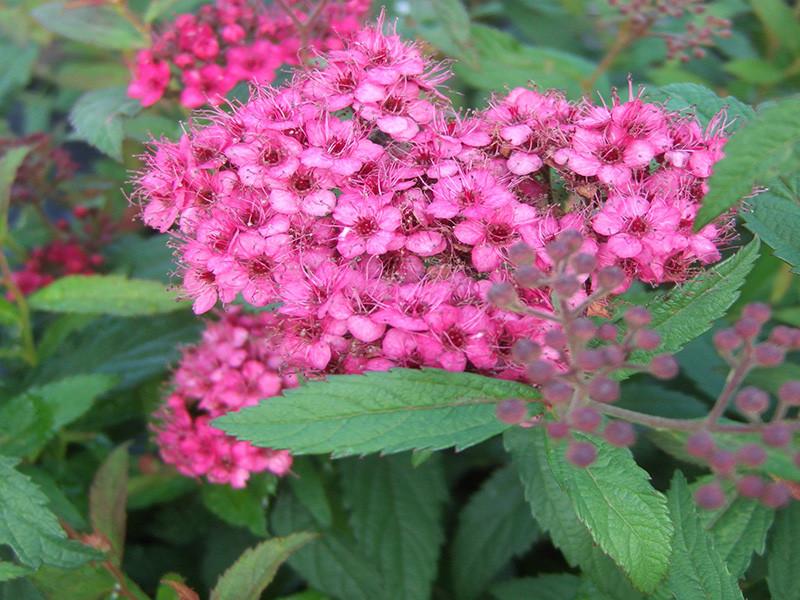 Spirea Bumalda Anthony Waterer - View 17 from www redcrocus com