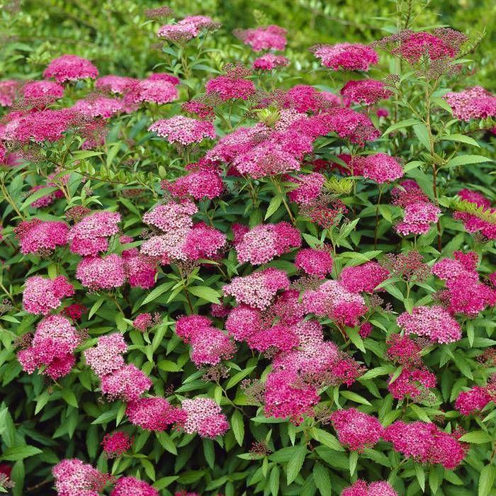 Spirea Bumalda Anthony Waterer - View 18 from www redcrocus com