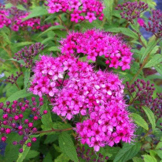 Spirea Bumalda Anthony Waterer - View 1 from www redcrocus com