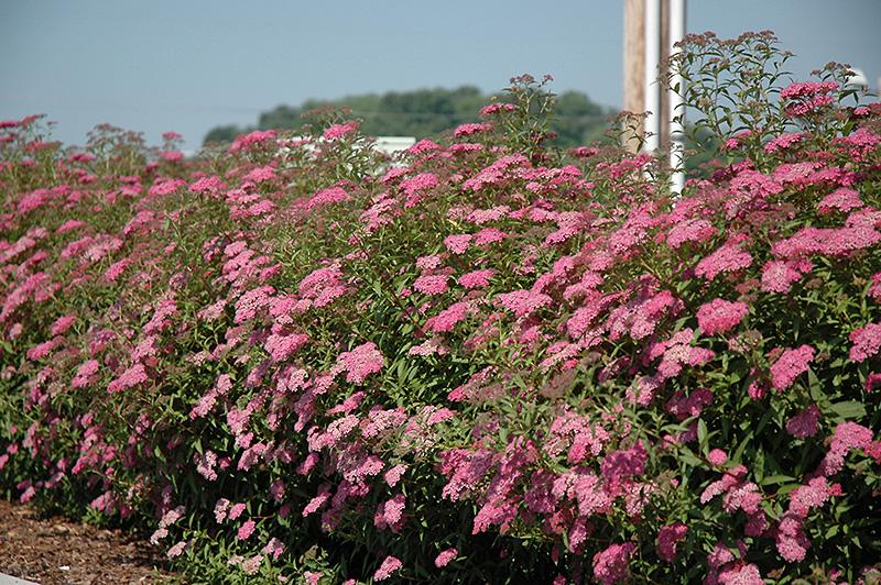 Spirea Bumalda Anthony Waterer - View 2 from www redcrocus com