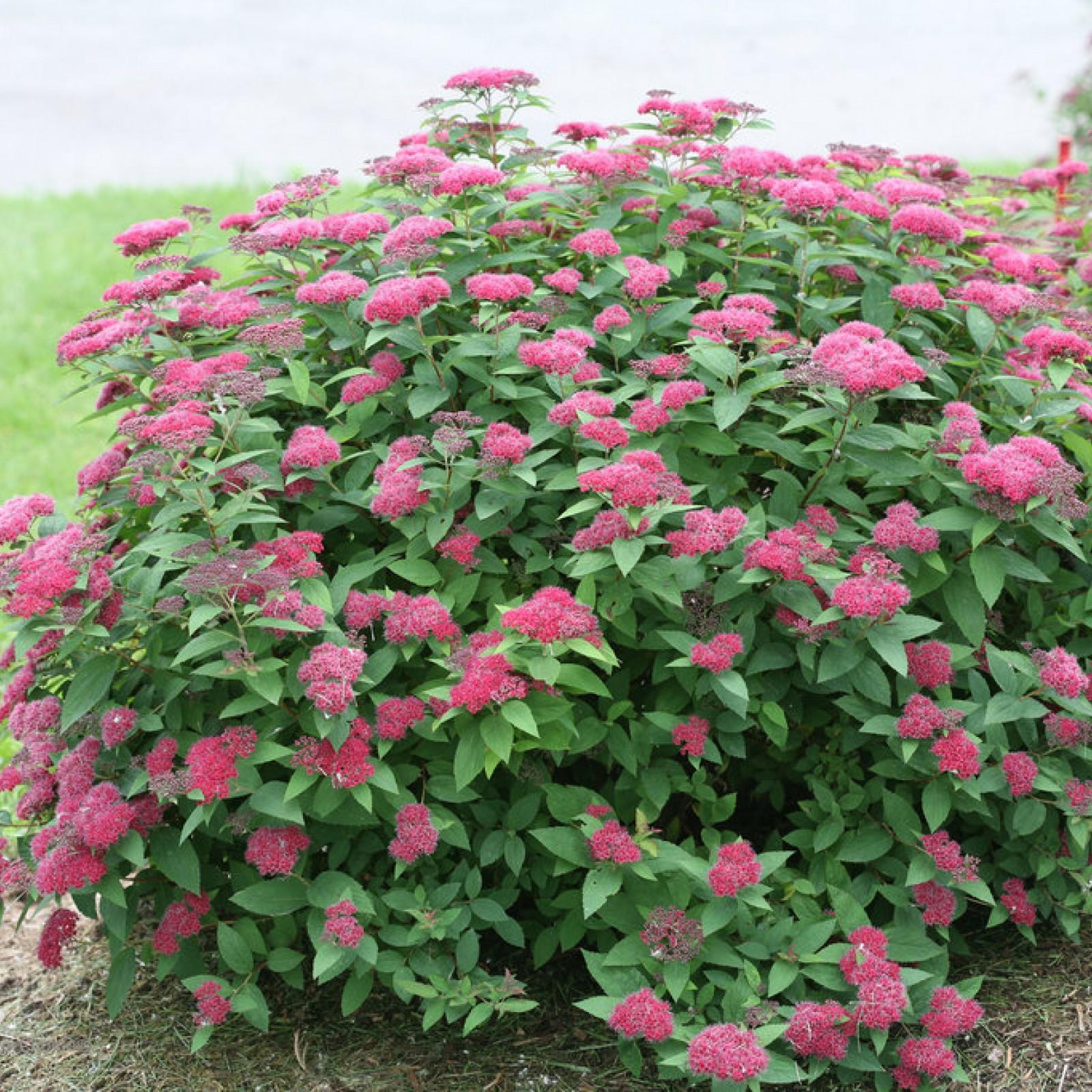 Spirea Bumalda Anthony Waterer - View 3 from www redcrocus com