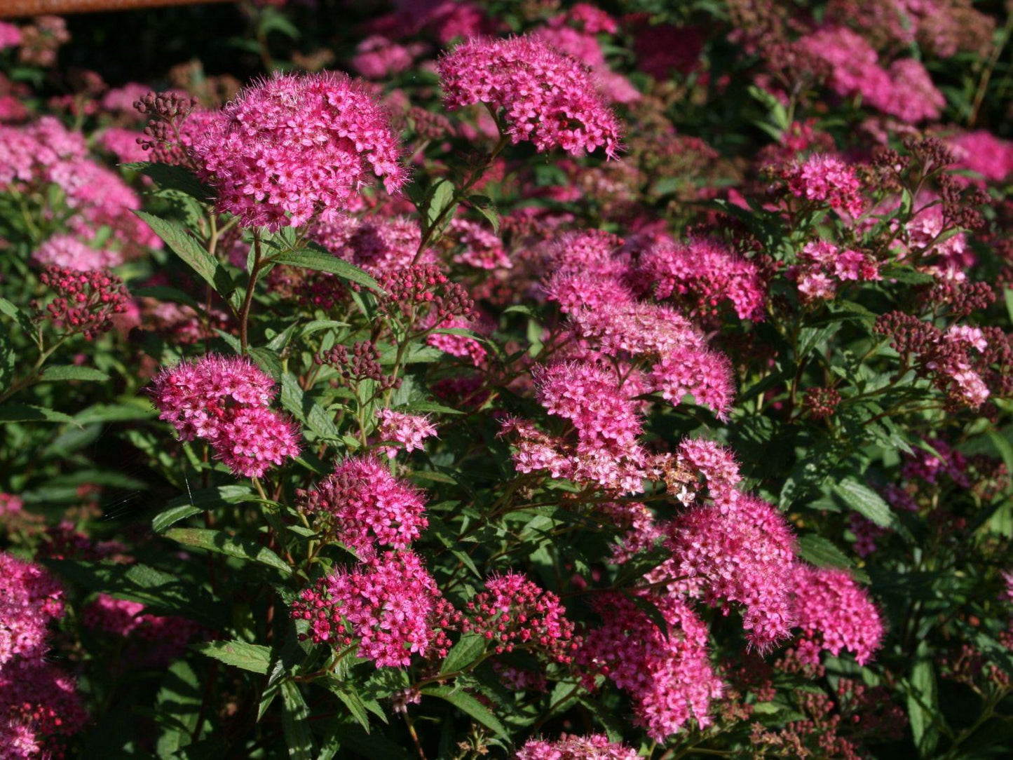 Spirea Bumalda Anthony Waterer - View 5 from www redcrocus com