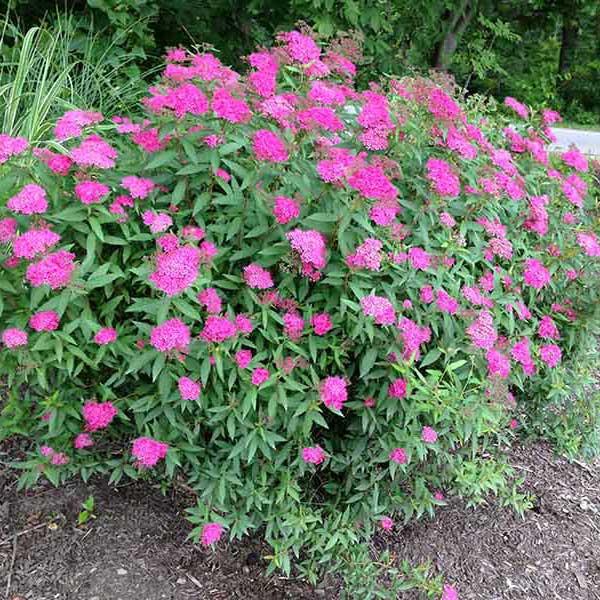 Spirea Bumalda Anthony Waterer - View 6 from www redcrocus com
